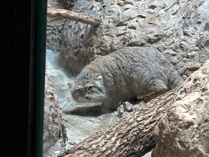A photograph of Mischa in Birmingham Zoo