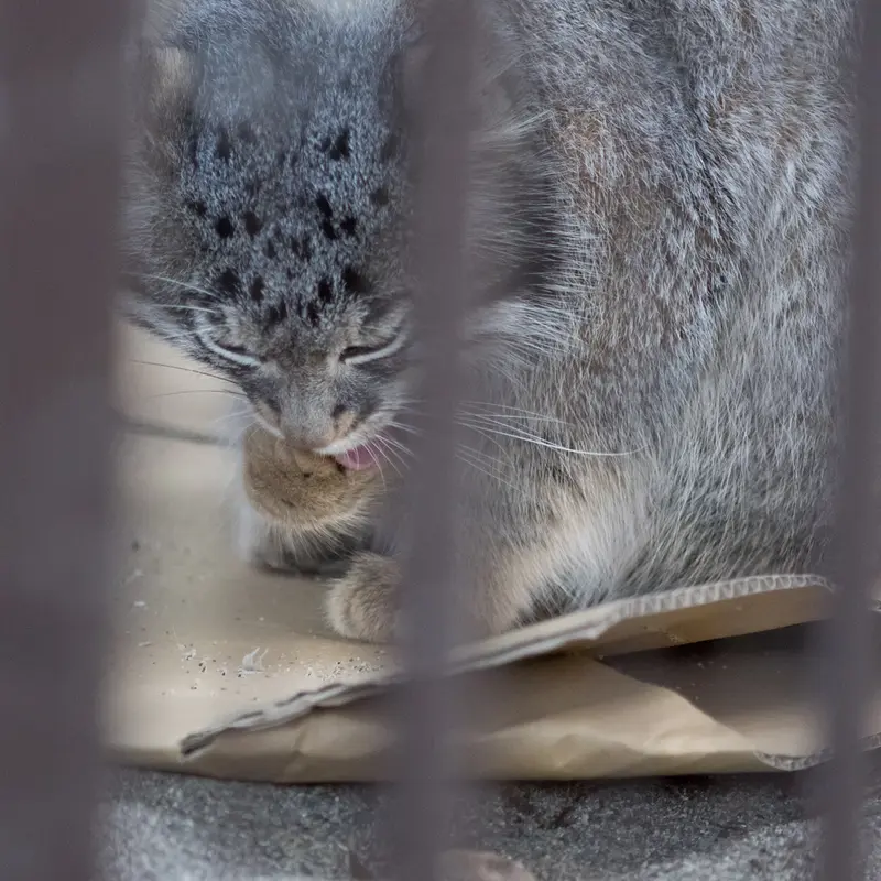 A photograph of Figa in Nogeyama Zoo