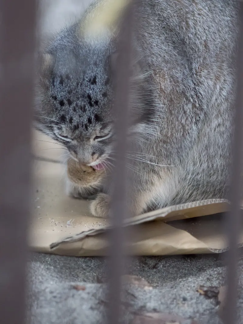 A photograph of Figa in Nogeyama Zoo
