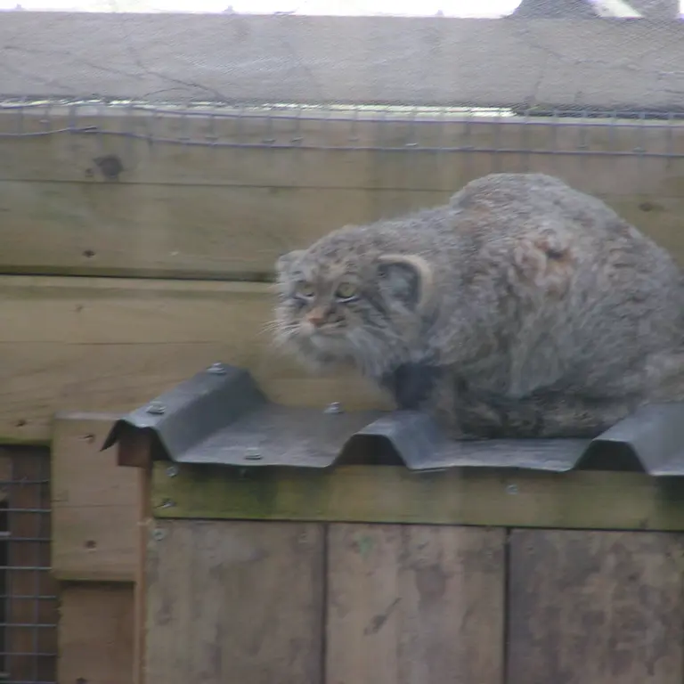 A photograph of Altai in The Lakeland Wildlife Oasis