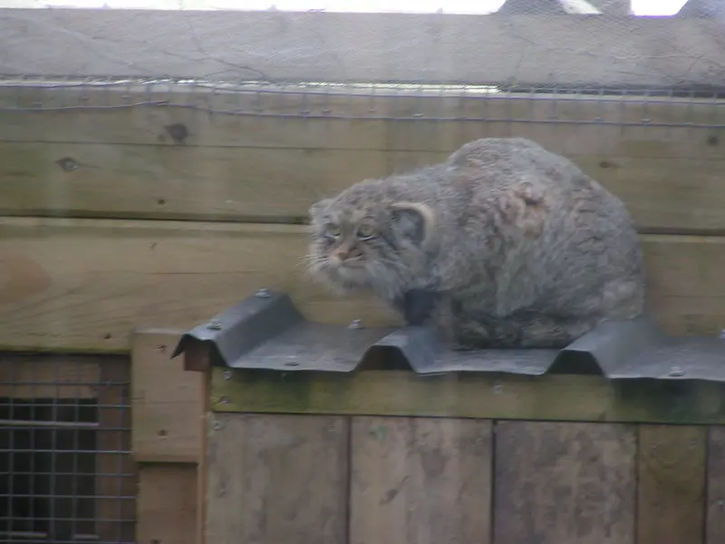 A photograph of Altai in The Lakeland Wildlife Oasis