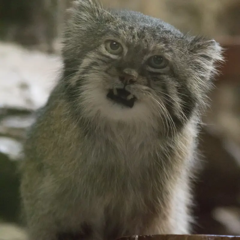 A photograph of Klyon in Ueno Zoological Gardens