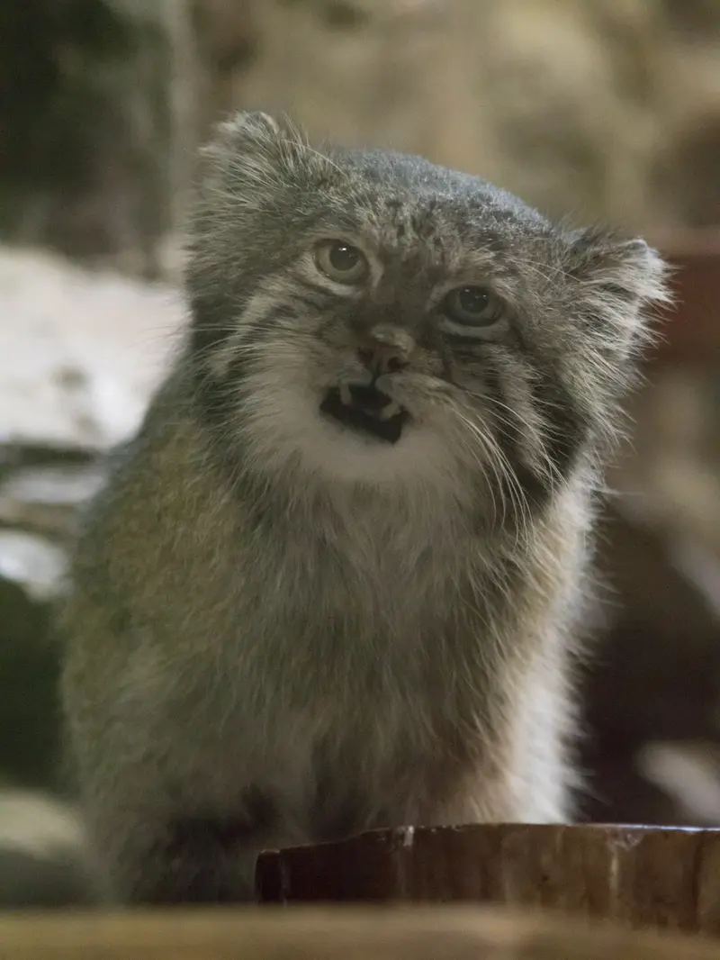 A photograph of Klyon in Ueno Zoological Gardens