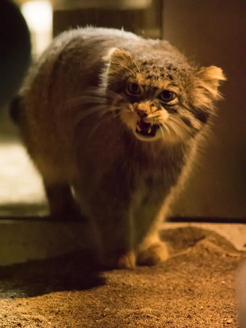 A photograph of Figa in Nogeyama Zoo