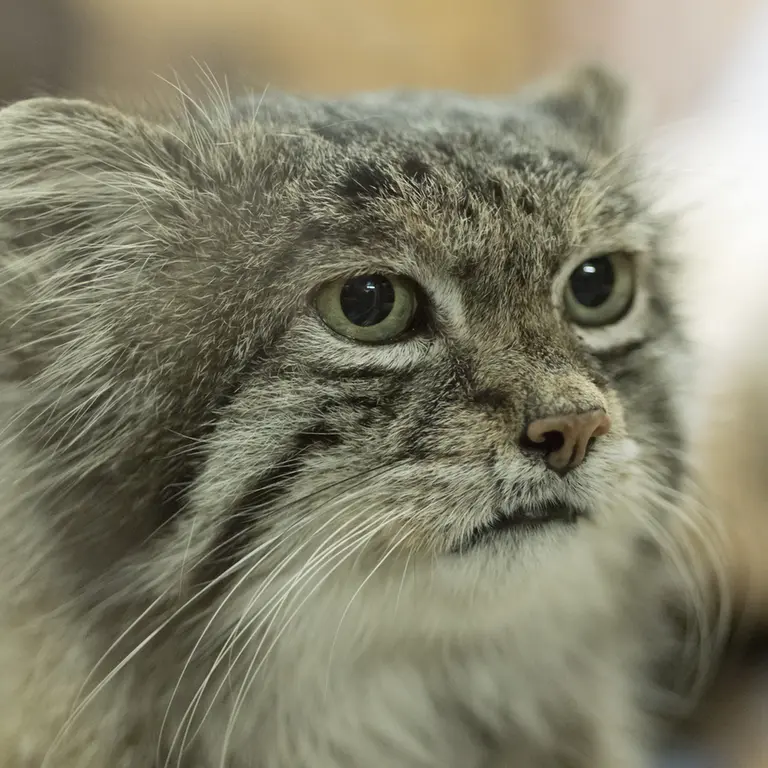 A photograph of Klyon in Ueno Zoological Gardens