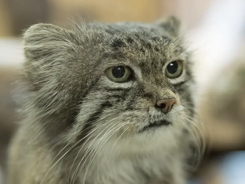 A photograph of Klyon in Ueno Zoological Gardens