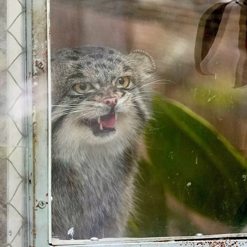 A photograph of Nar in Kobe Animal Kingdom