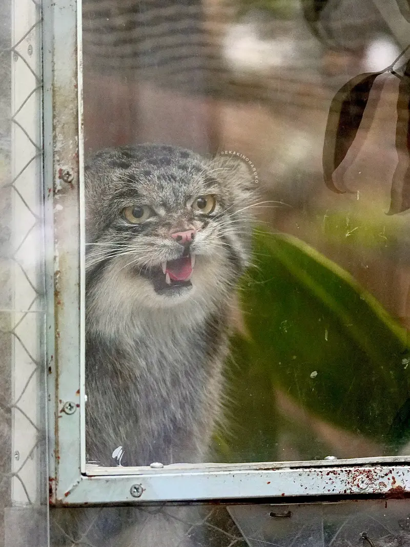 A photograph of Nar in Kobe Animal Kingdom