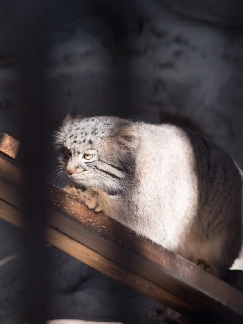 A photograph of Figa in Nogeyama Zoo