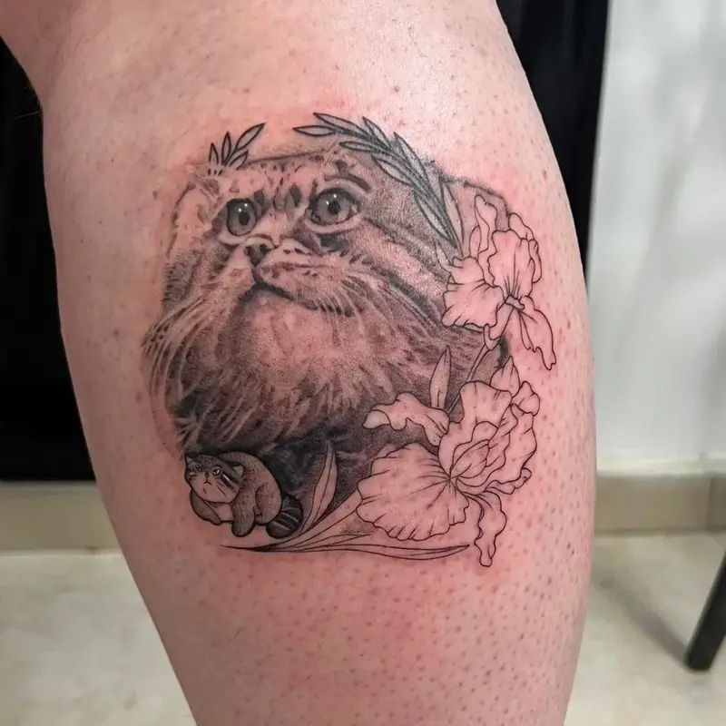 A photograph of a Pallas's cat