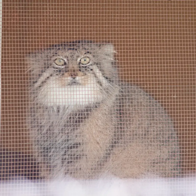 A photograph of Lotos in Saitama Children's Zoo