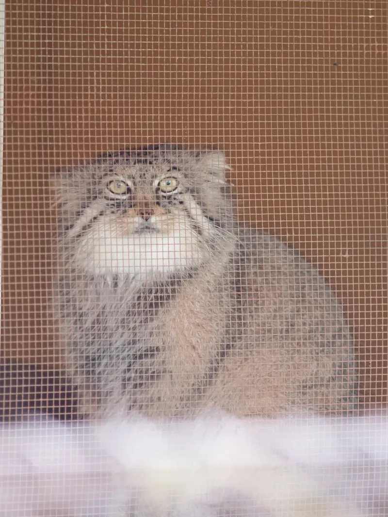 A photograph of Lotos in Saitama Children's Zoo