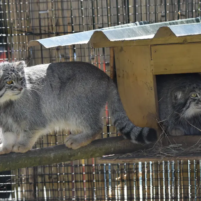 A photograph of a Pallas's cat