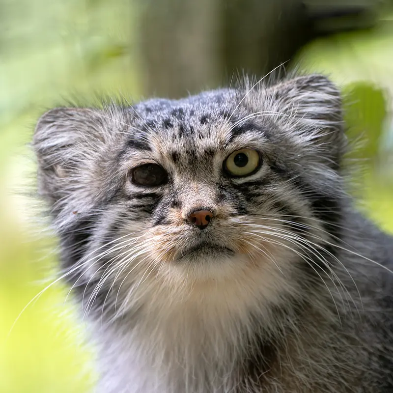 Batu the Pallas's cat from Opel Zoo