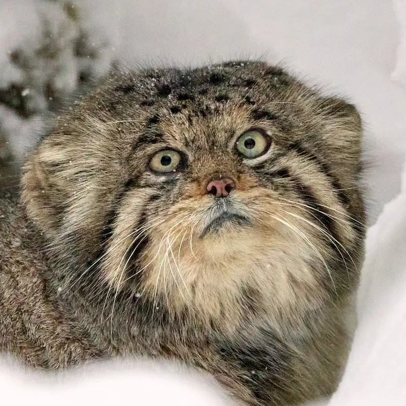 Innokenty the Pallas's cat from Center for the reproduction of rare species of animals