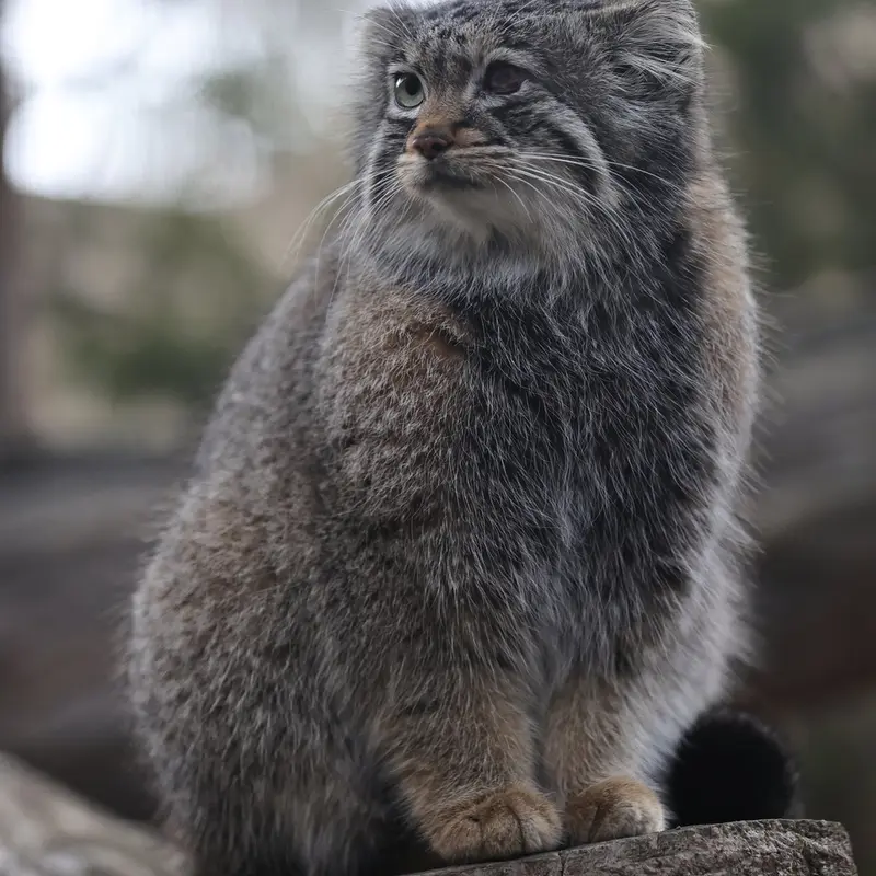 A photograph of Abrikos in Nasu Animal Kingdom