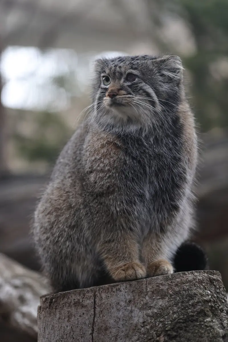 A photograph of Abrikos in Nasu Animal Kingdom