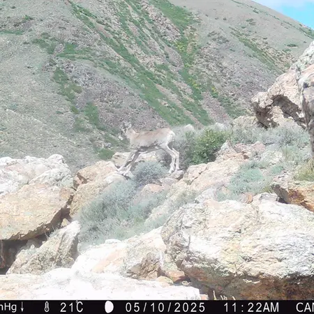 A photograph of Argali from Zhundy 2 camera trap
