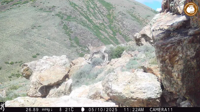 A photograph of Argali from Zhundy 2 [new] camera trap
