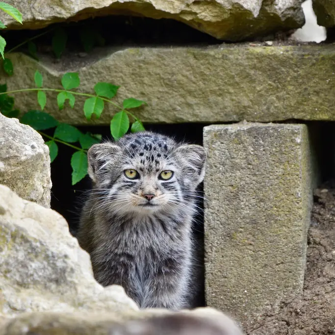 A photograph of a Pallas's cat in Port Lympne Wild Animal Park