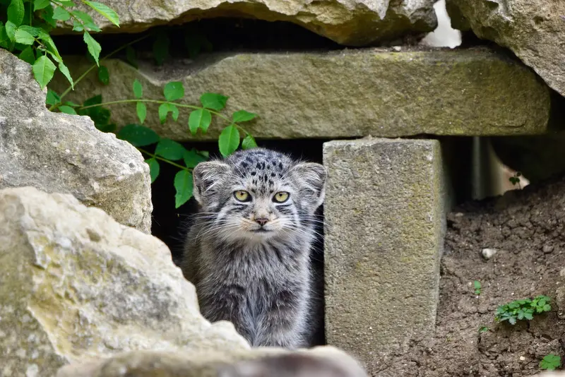A photograph of a Pallas's cat in Port Lympne Wild Animal Park