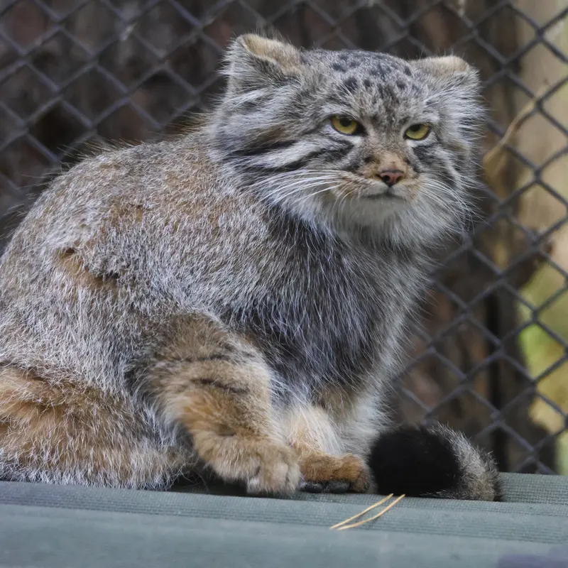 A photograph of Son of Adele b.2026 Ⅲ in Novosibirsk Zoo