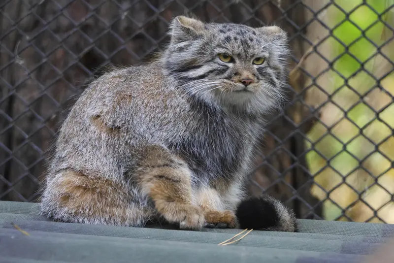 A photograph of a Pallas's cat in Novosibirsk Zoo