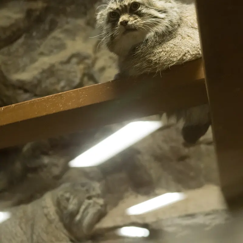 A photograph of Primula and Klyon in Ueno Zoological Gardens