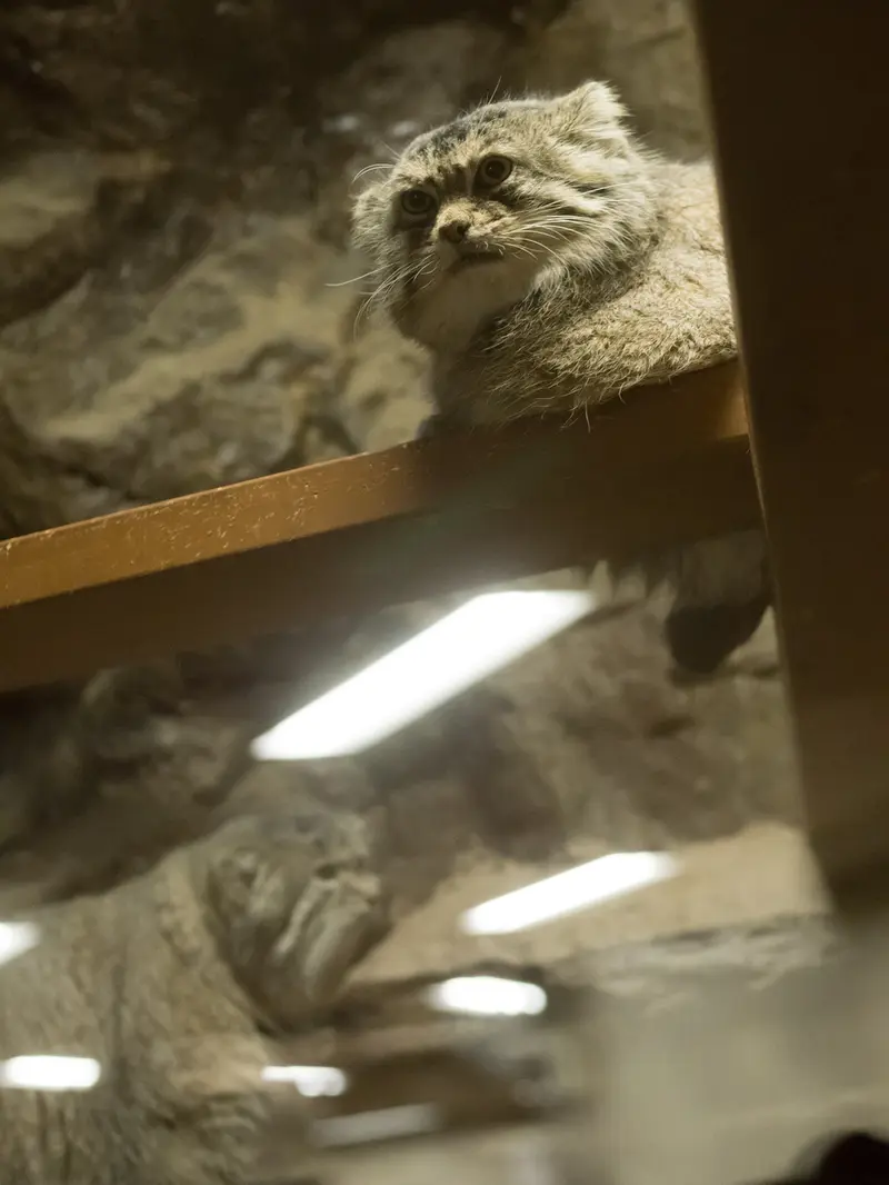 A photograph of Primula and Klyon in Ueno Zoological Gardens