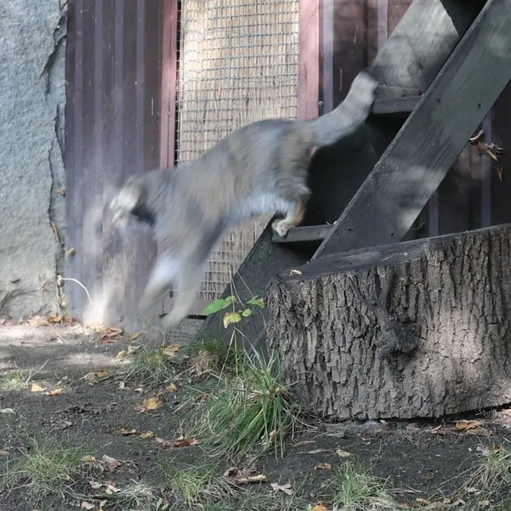 A photograph of a Pallas's cat in Moscow zoo
