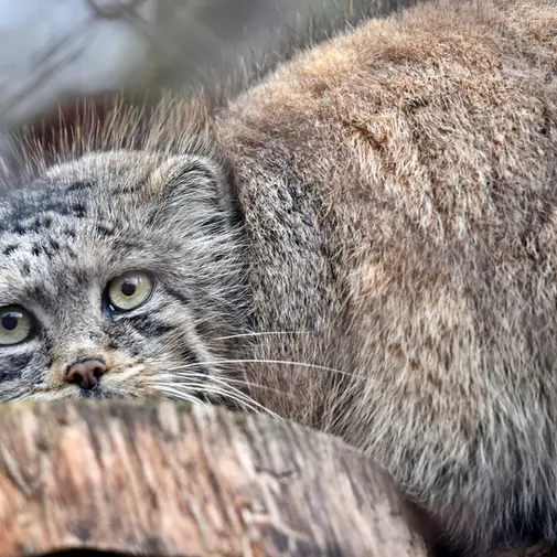 A photograph of Rosa in Brno Zoo