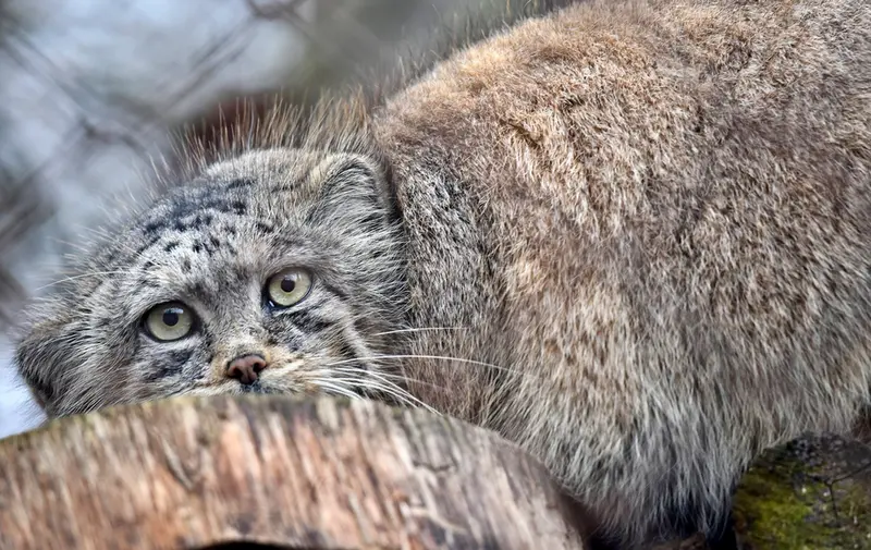A photograph of Rosa in Brno Zoo