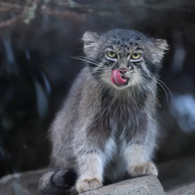 A photograph of Nar in Kobe Animal Kingdom