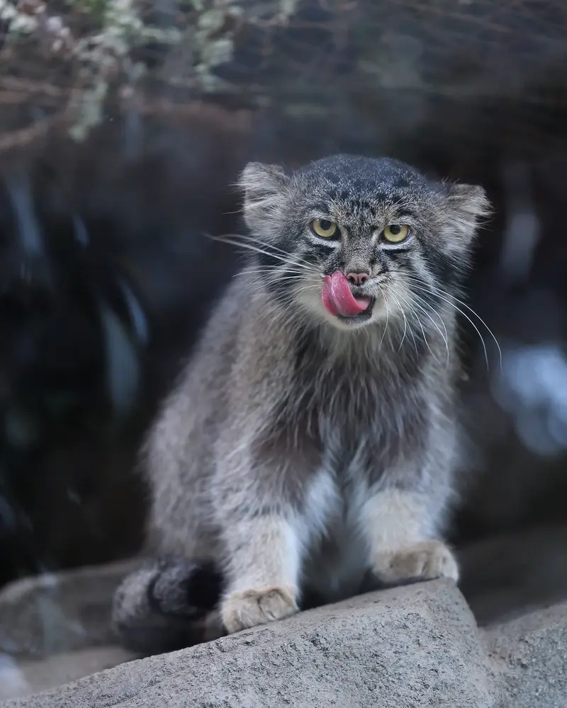A photograph of Nar in Kobe Animal Kingdom