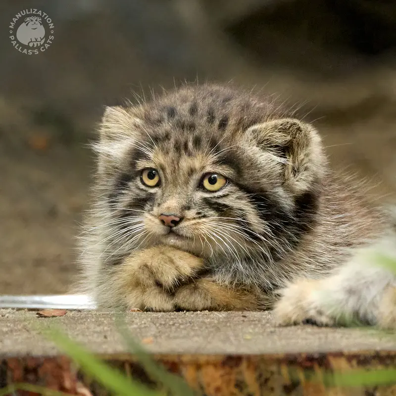 A photograph of Kitten of Snezhinka b.2025 Ⅰ in Novosibirsk Zoo