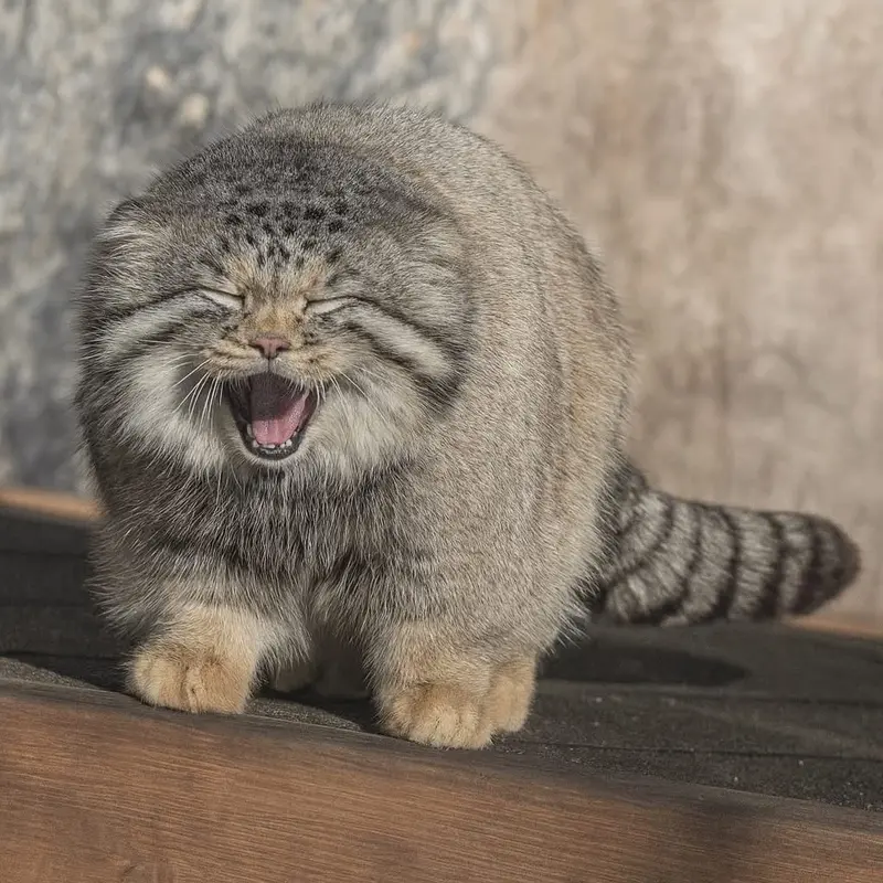 A photograph of a Pallas's cat