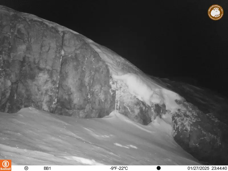 A photograph of Otocolobus manul manul from Aktas-Kunkora camera trap