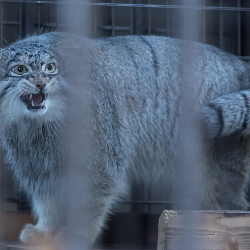 A photograph of Figa in Nogeyama Zoo