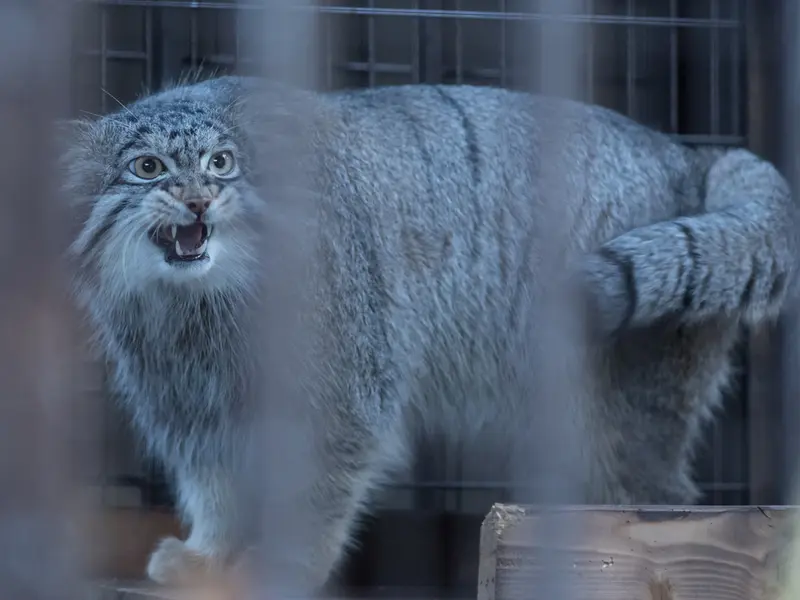 A photograph of Figa in Nogeyama Zoo