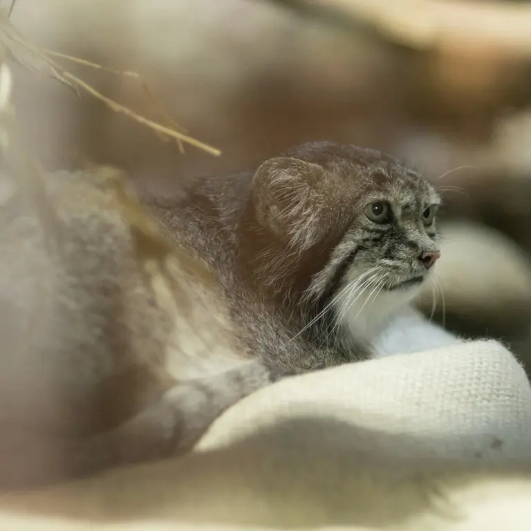 A photograph of Klyon in Ueno Zoological Gardens