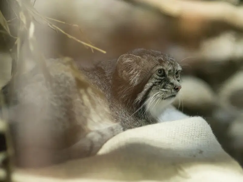 A photograph of Klyon in Ueno Zoological Gardens