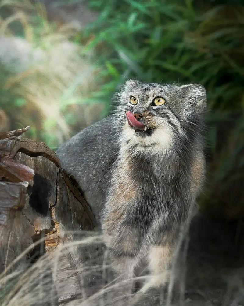 A photograph of a Pallas's cat