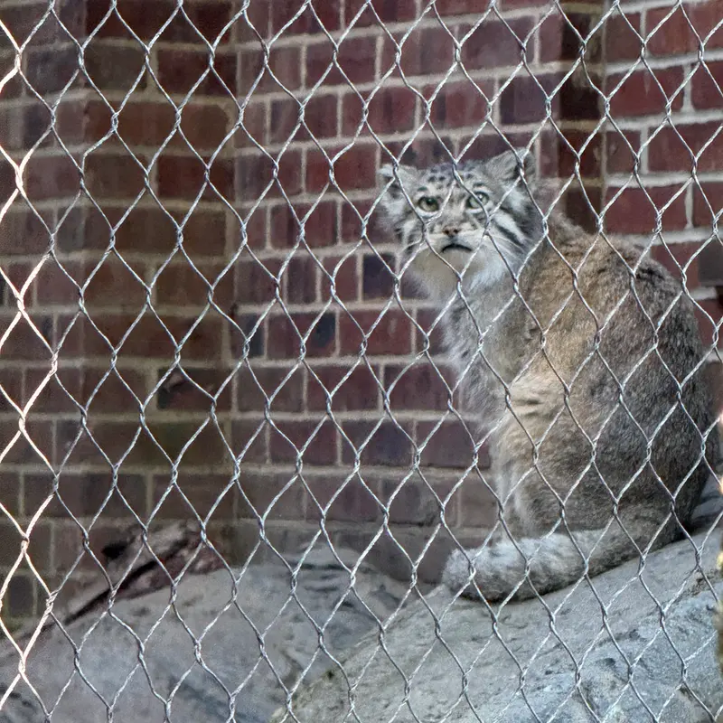 A photograph of Batu in Prospect Park Zoo