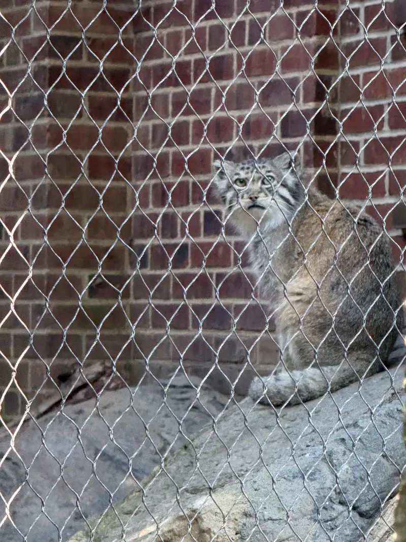 A photograph of Batu in Prospect Park Zoo