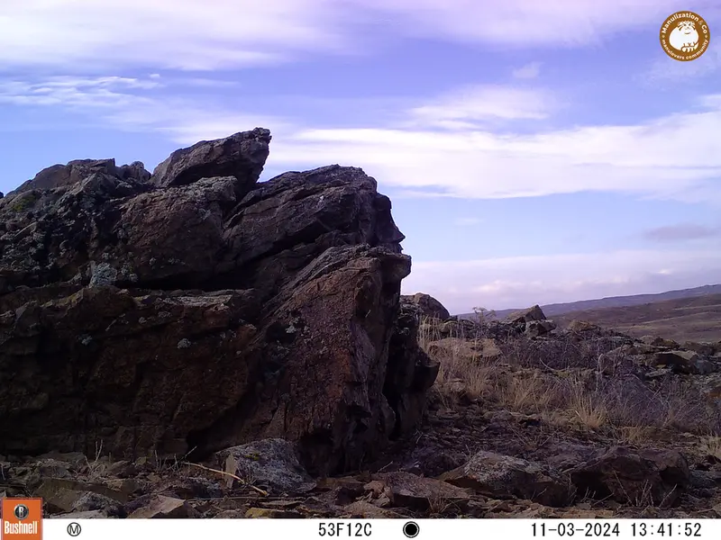 A photograph of a Pallas&#039;s cat from Karashoky camera trap