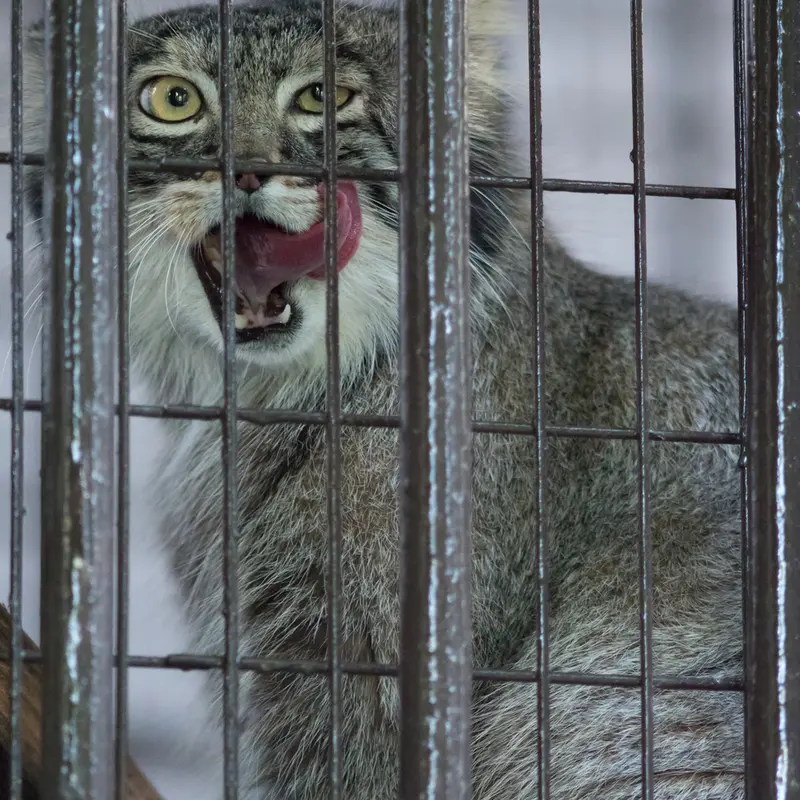 A photograph of Figa in Nogeyama Zoo