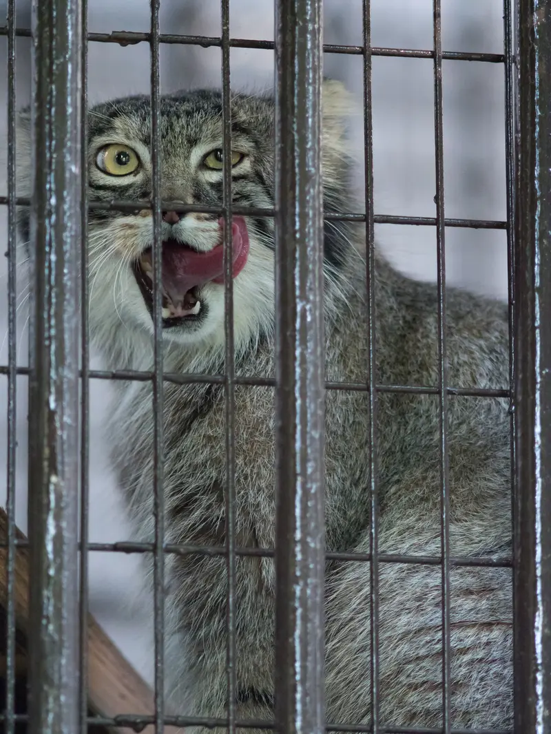 A photograph of Figa in Nogeyama Zoo