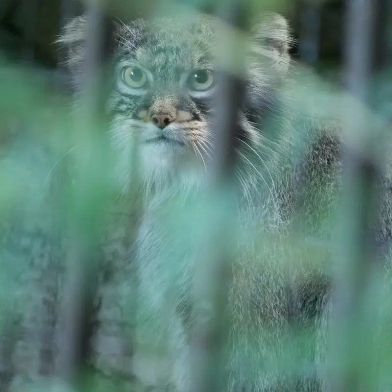 A photograph of Figa in Nogeyama Zoo