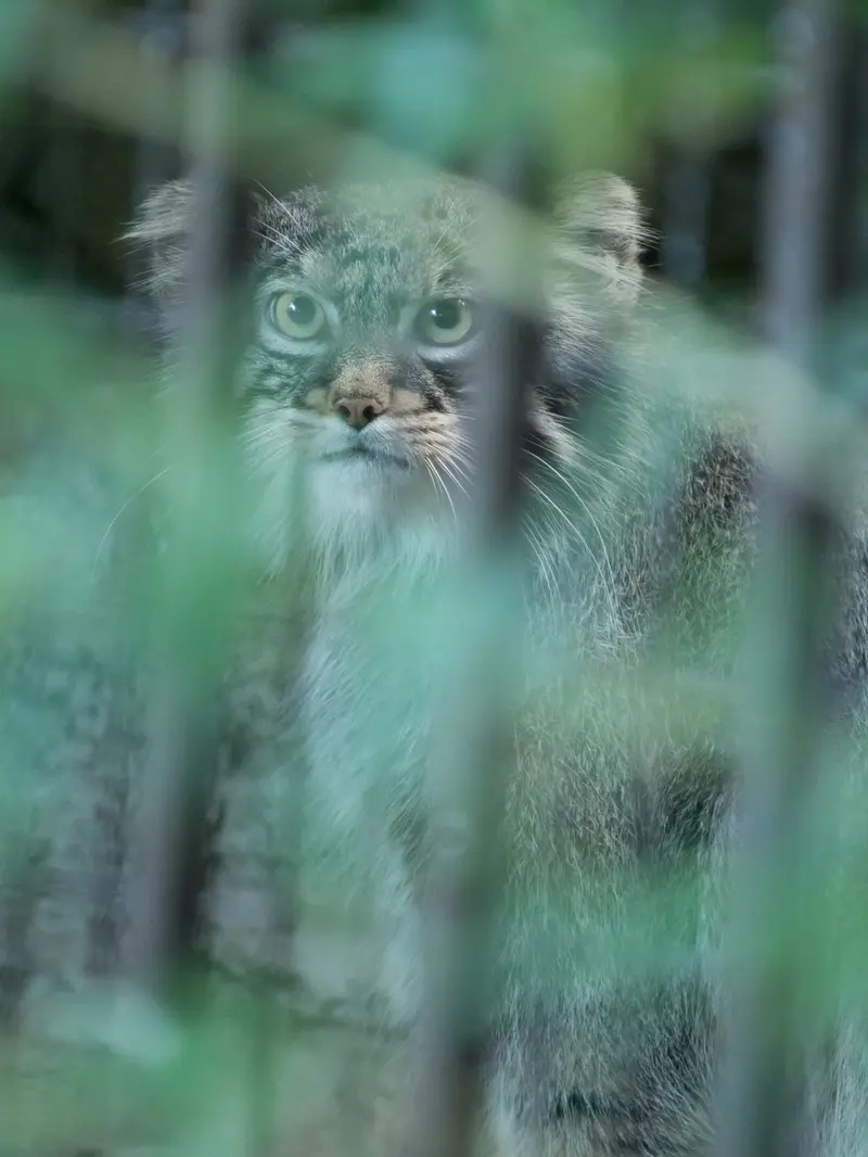 A photograph of Figa in Nogeyama Zoo