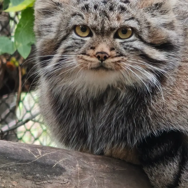 A photograph of a Pallas's cat in Novosibirsk Zoo